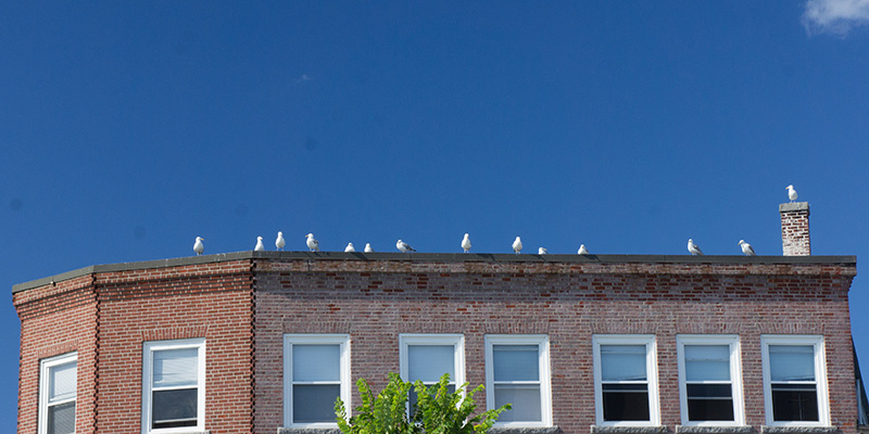 Des oiseaux, Gloucester MA