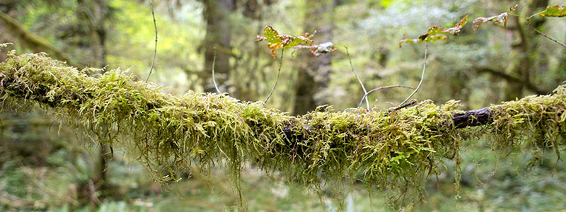 Hoh national rainforest - Olympic National Park 1