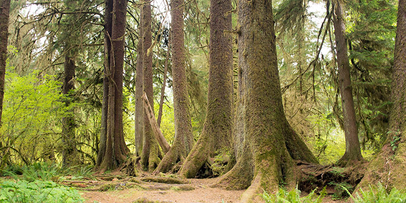 Hoh national rainforest - Olympic National Park 2