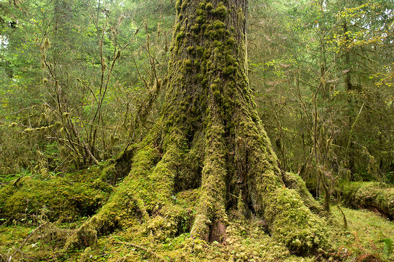 Hoh national rainforest - Olympic National Park 3