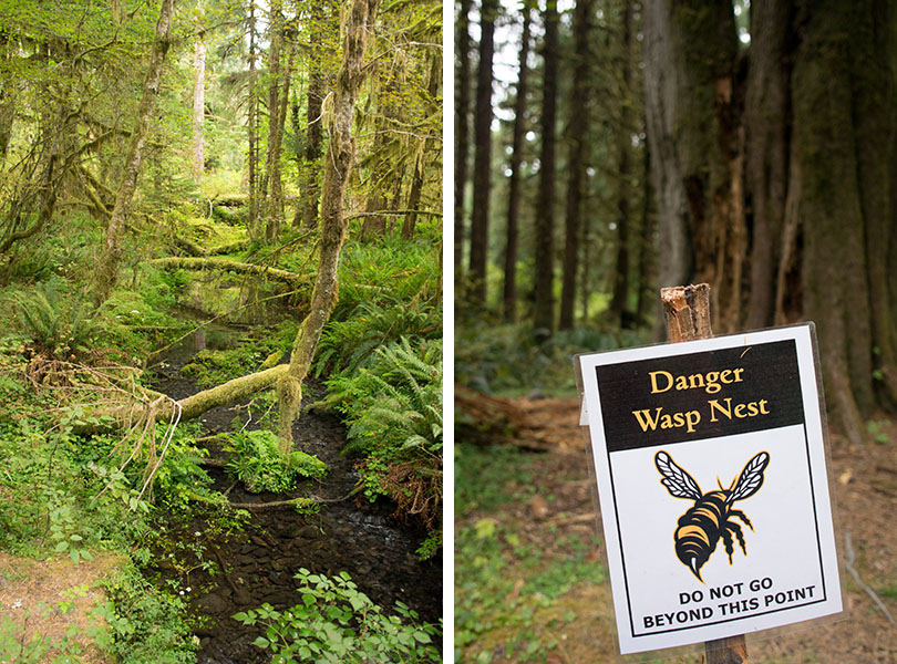 Hoh national rainforest - Olympic National Park 4