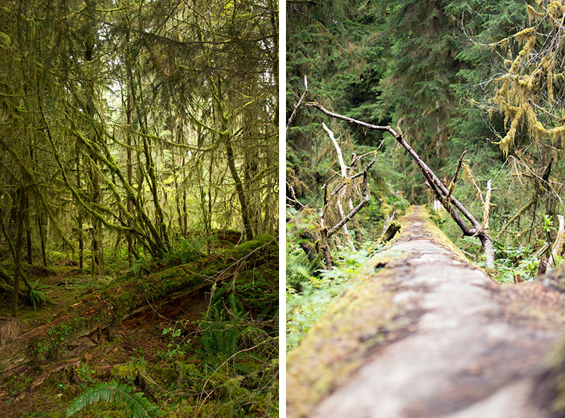 Hoh national rainforest - Olympic National Park 5