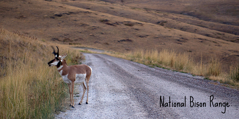 National Bison Range, Montana