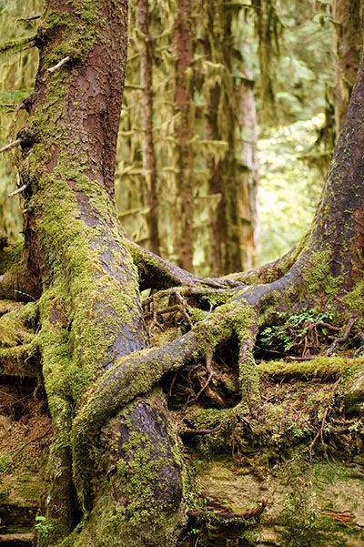 Arbre - Hoh Rain forest - Olympic National Park