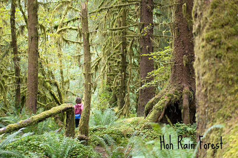 Hoh Rain forest Olympic National Park