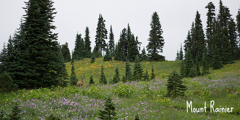 Mount Rainier National Park