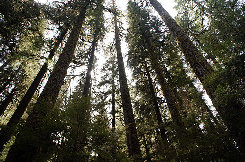 Sol Duc Valley - Olympic National Park