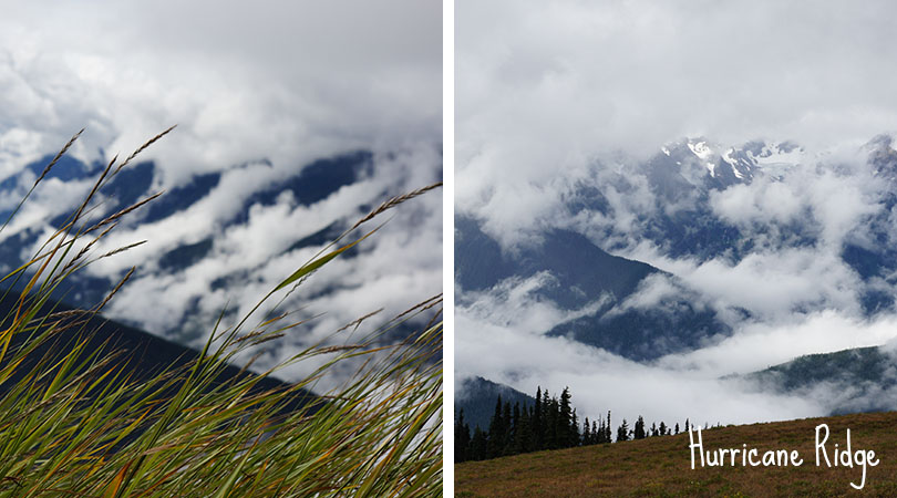 Hurricane Ridge - Olympic National Park