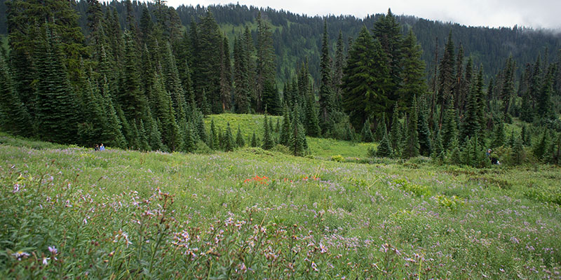 Paradise Valley - Mount Rainier National Park 1