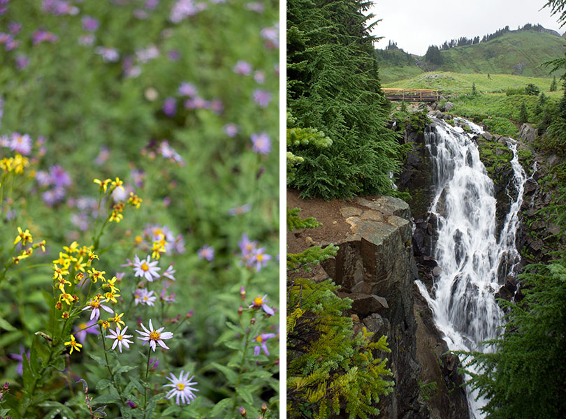 Paradise Valley - Mount Rainier National Park - wilderness