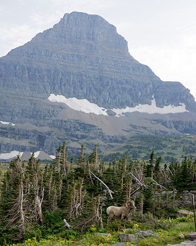 Bighorn Sheep - Glacier National Park, Montana 1