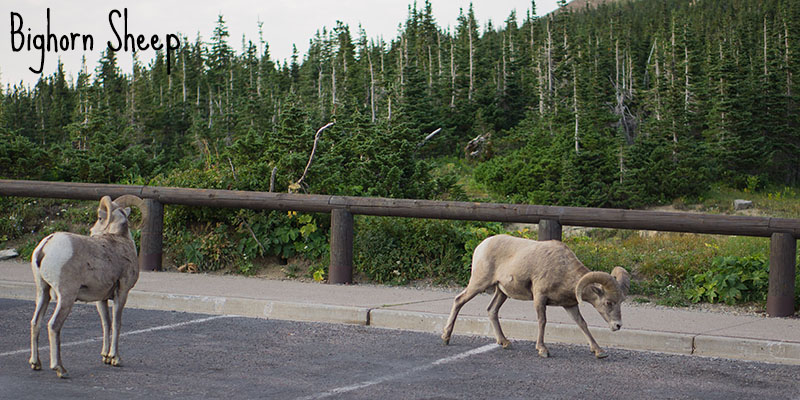 Bighorn Sheep - Glacier National Park, Montana