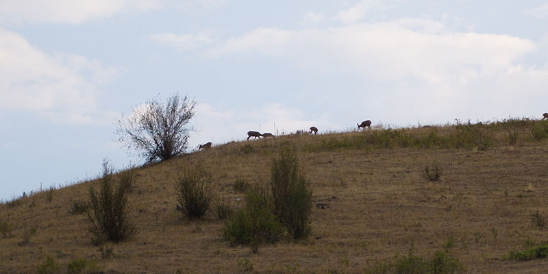 Bison Range Montana 4