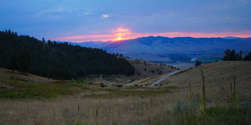 Bison Range Montana 7