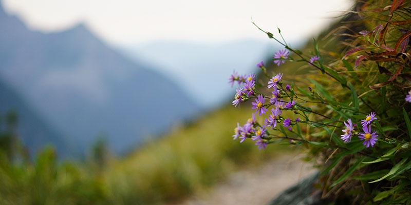 Fleurs - Hidden Lake Trail - Glacier National Park