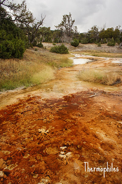 Thermophiles - Mammoth Hot Springs - Yellowstone National Park