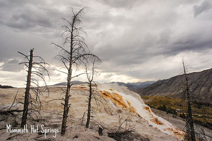 Mammoth Hot Springs - Yellowstone National Park 1