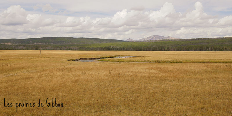 Gibbon Meadows - Yellowstone National Park