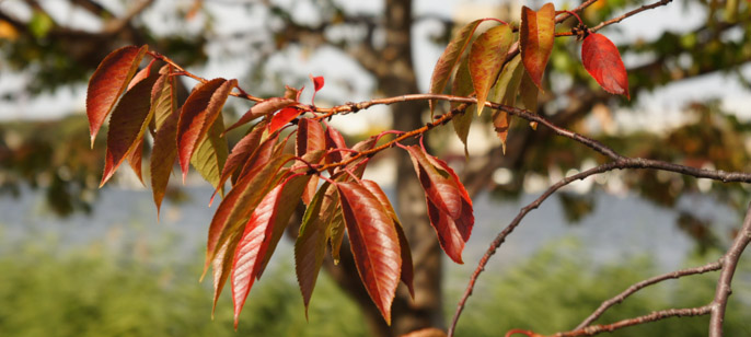 L'automne à Boston - l'été indien 3