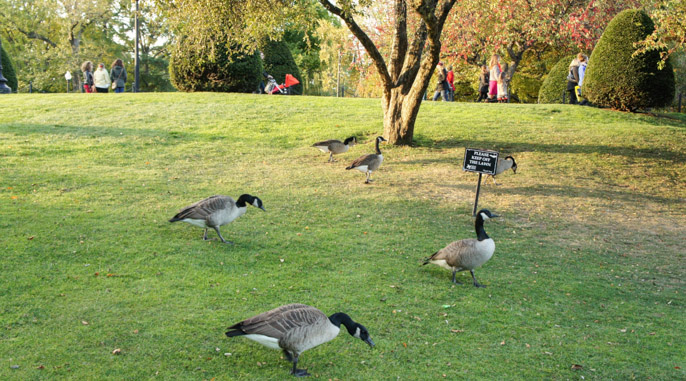 L'automne à Boston - l'été indien - oies sauvages