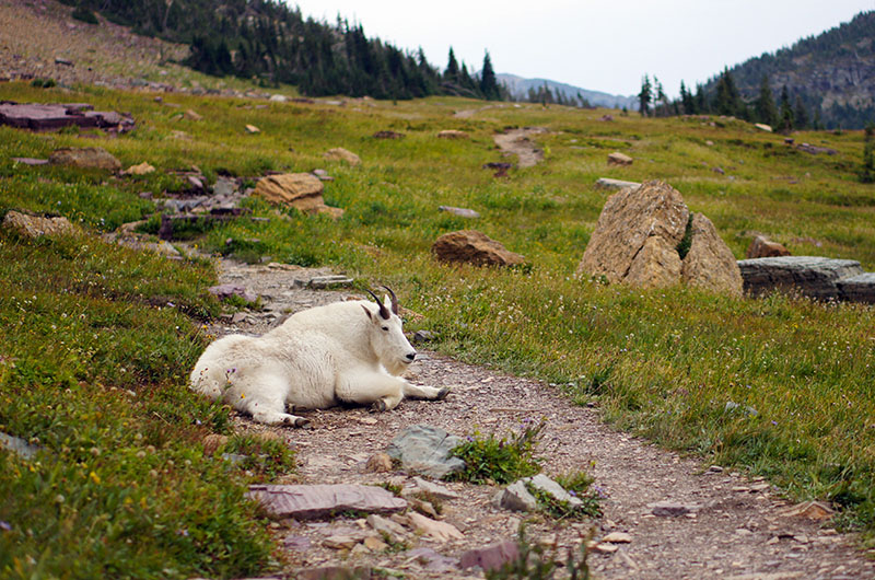 Connaissezvous la chèvre des montagnes Rocheuses ? Le blog USA de Mathilde