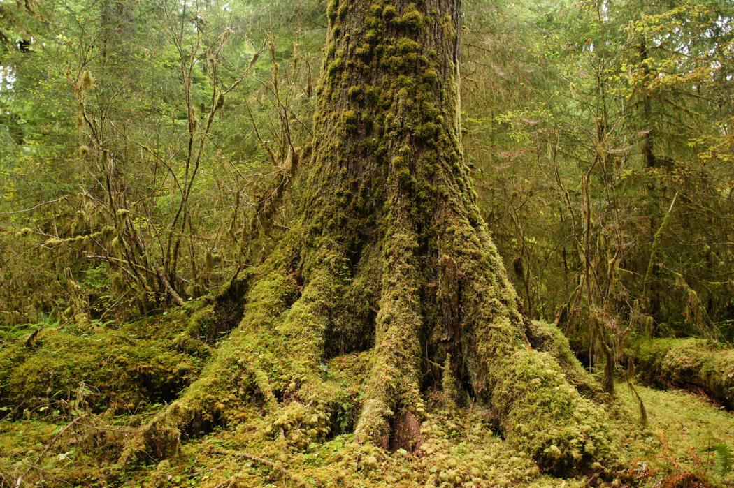 La forêt de Hoh