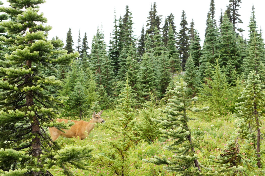 Mount Rainier national Park