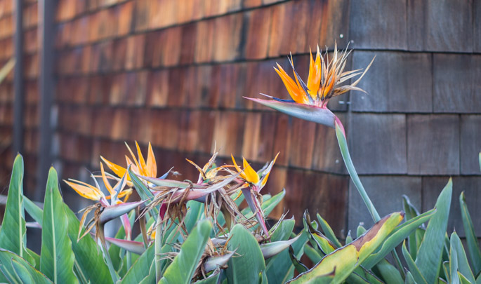 Fleur du paradis - San Diego, Californie