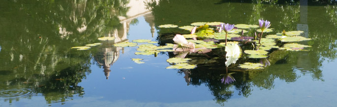 Jardin botanique, Balboa Park, San Diego, Californie - Nénuphars