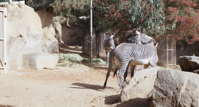 Les zèbres - Zoo de San Diego
