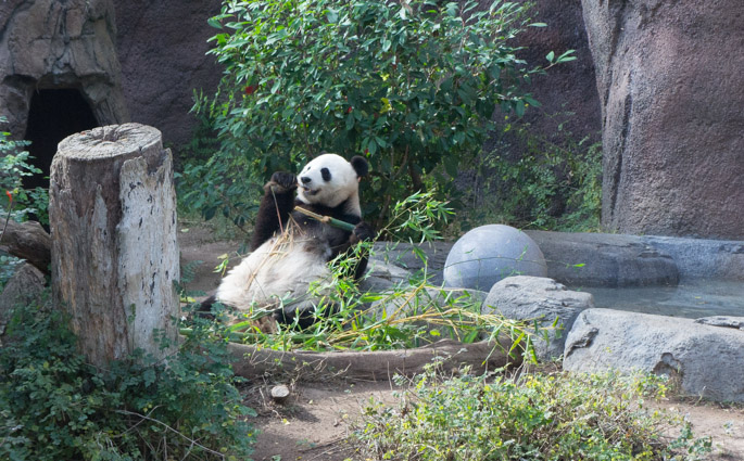 Le panda du zoo de San Diego, California