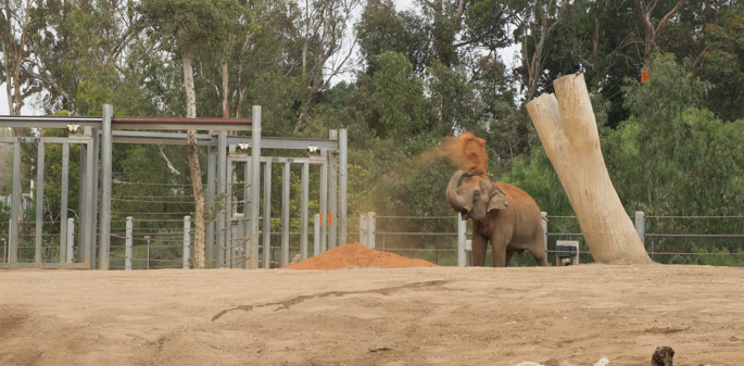 Elephant 1 - Zoo de San Diego