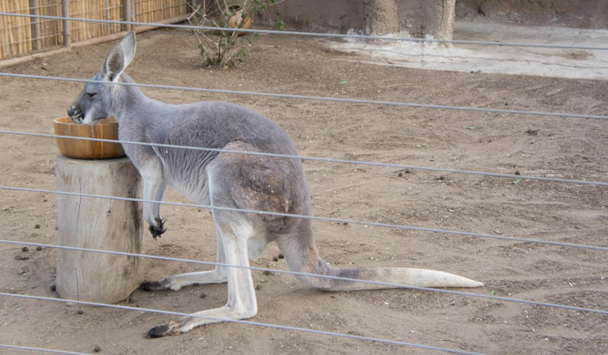 Kangooroo - Zoo de San Diego