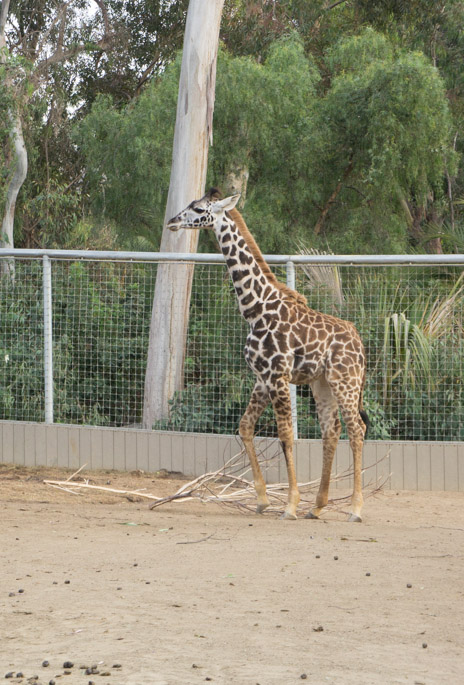 Girafe - Zoo de San Diego