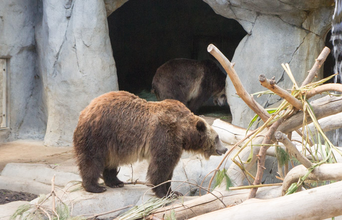 Grizzli - zoo de San Diego