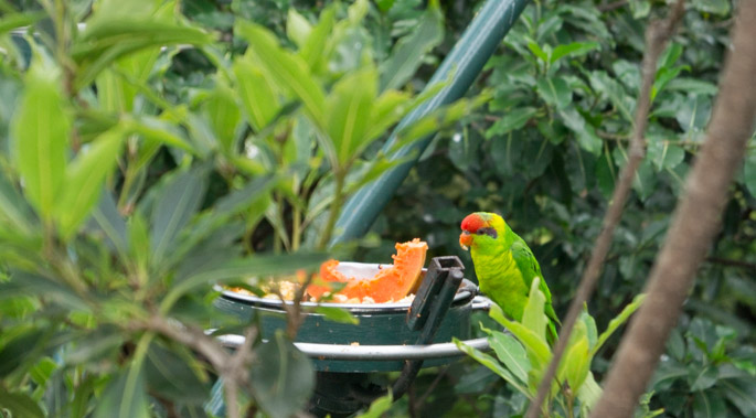 Perroquet - Zoo de San Diego