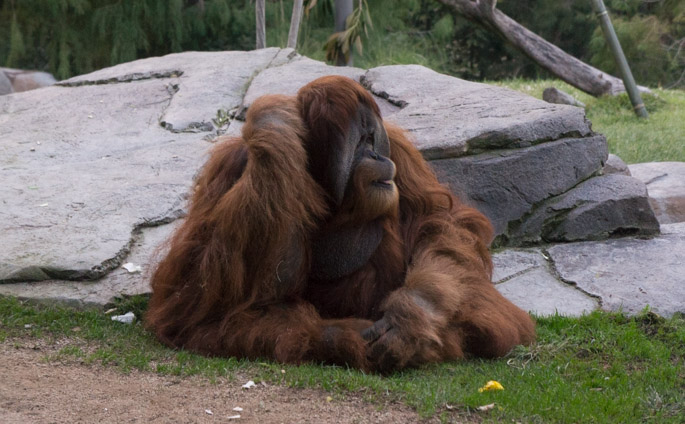 Orang outan - Zoo de San Diego