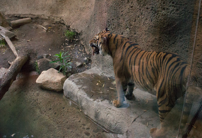 Tigre - Zoo de San Diego