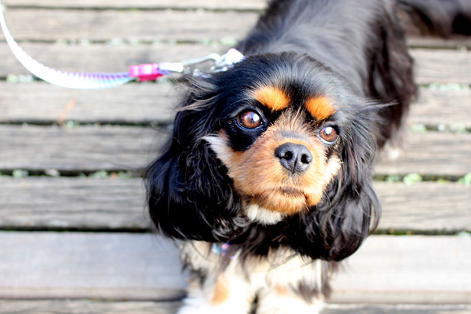 Dagny the Cavalier King Charles spaniel