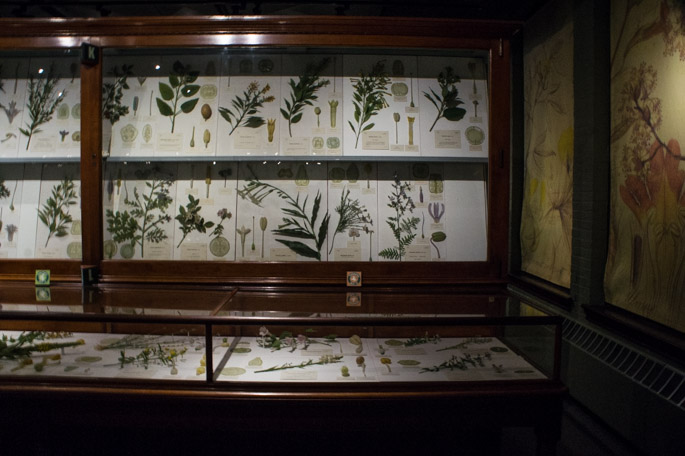 Glass Flowers - Harvard Museum