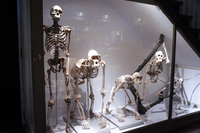 Evolution - Harvard Museum