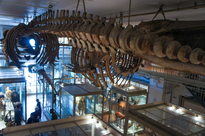 Great Mammal Hall - Harvard Museum