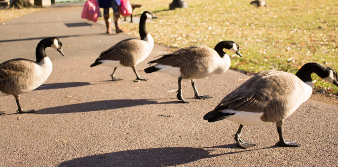 Les oies, Boston Common