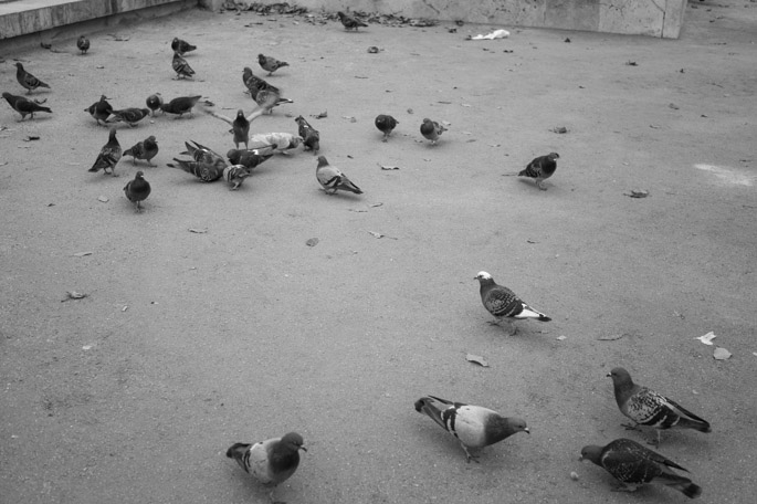 Les pigeons à Paris