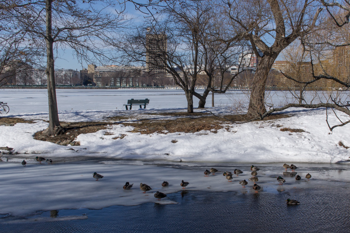 boston La Charles River Les canards