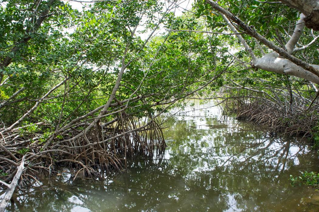 Long Key State Park - Trail 1