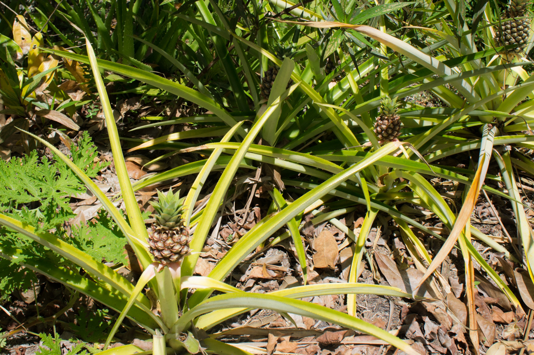 Audubon House - Key West - Floride - ananas