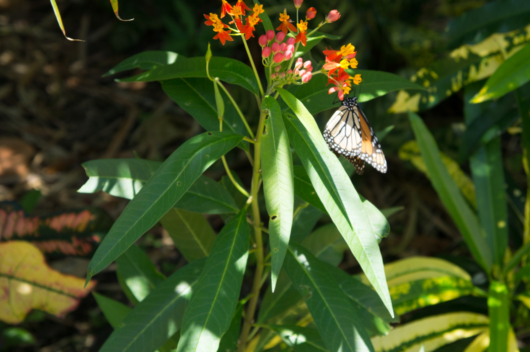 Papillon à la Audubon House & Gardens Key West