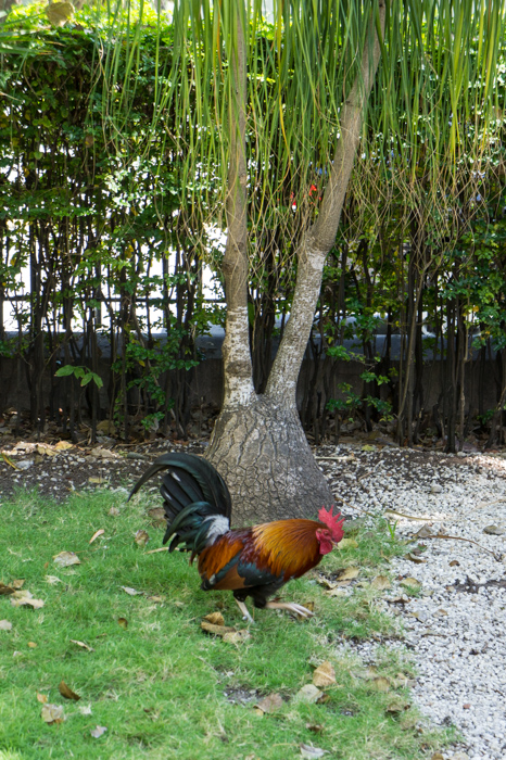 Coq à Key West, Florida