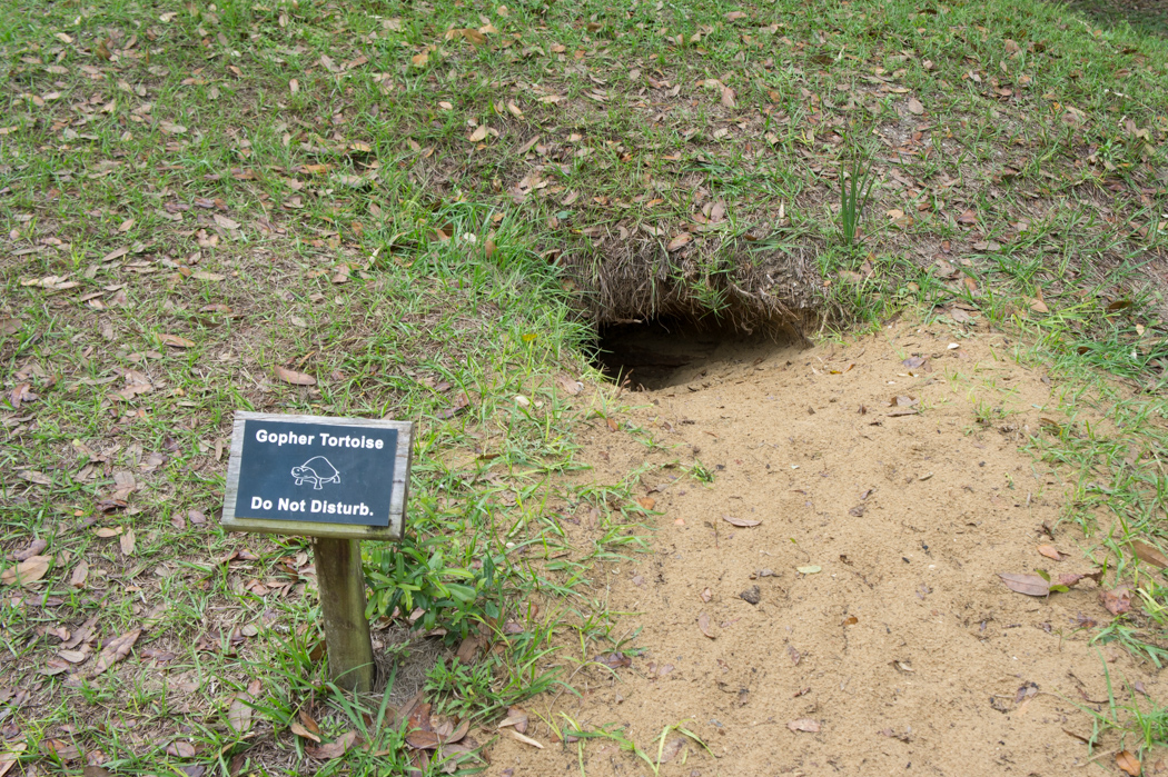 Koreshan state historic park - Floride tortue